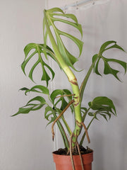Monstera Burle Marx Flame XXL