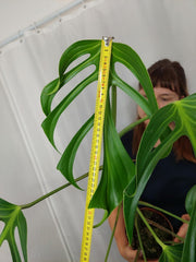 Monstera Burle Marx Flame XXL