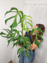Monstera Burle Marx Flame XXL