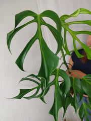 Monstera Burle Marx Flame XXL