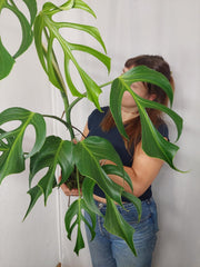 Monstera Burle Marx Flame XXL