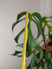 Monstera Burle Marx Flame XXL