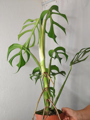 Monstera Burle Marx Flame XXL
