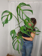 Monstera Burle Marx Flame XXL