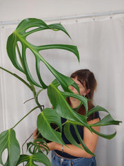 Monstera Burle Marx Flame XXL