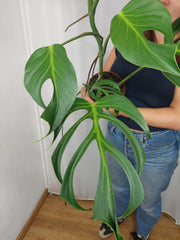 Monstera Burle Marx Flame XXL