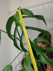 Monstera Burle Marx Flame XXL