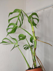 Monstera Burle Marx Flame XXL