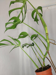 Monstera Burle Marx Flame XXL