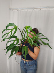 Monstera Burle Marx Flame XXL