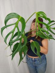 Monstera Burle Marx Flame XXL