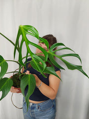 Monstera Burle Marx Flame XXL