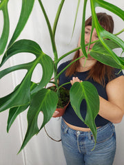 Monstera Burle Marx Flame XXL