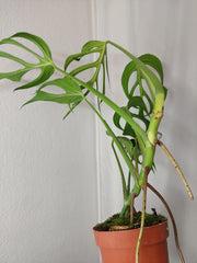 Monstera Burle Marx Flame XXL