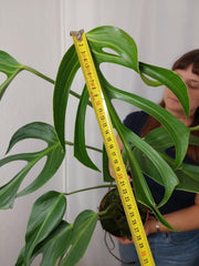 Monstera Burle Marx Flame XXL