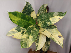 Dieffenbachia Big Ben Aurea