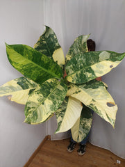 Dieffenbachia Big Ben Aurea