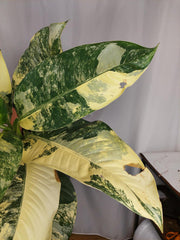 Dieffenbachia Big Ben Aurea