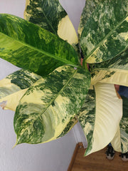 Dieffenbachia Big Ben Aurea