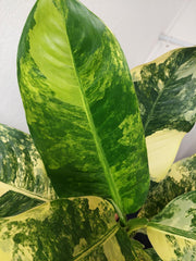 Dieffenbachia Big Ben Aurea