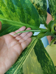 Dieffenbachia Big Ben Aurea
