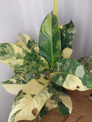 Dieffenbachia Big Ben Aurea