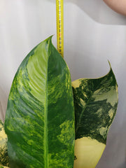 Dieffenbachia Big Ben Aurea