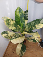 Dieffenbachia Big Ben Aurea