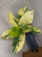 Dieffenbachia Big Ben Aurea