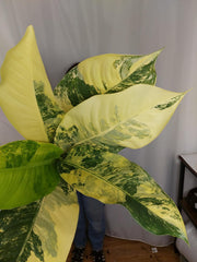 Dieffenbachia Big Ben Aurea