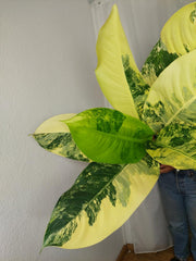 Dieffenbachia Big Ben Aurea