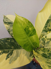 Dieffenbachia Big Ben Aurea