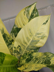 Dieffenbachia Big Ben Aurea