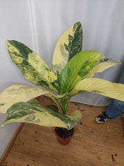 Dieffenbachia Big Ben Aurea