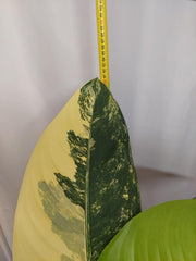 Dieffenbachia Big Ben Aurea