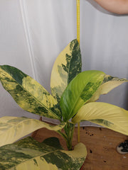 Dieffenbachia Big Ben Aurea