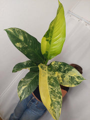 Dieffenbachia Big Ben Aurea