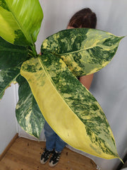 Dieffenbachia Big Ben Aurea