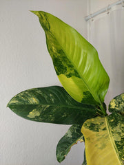 Dieffenbachia Big Ben Aurea