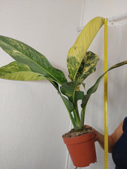 Dieffenbachia Big Ben Aurea