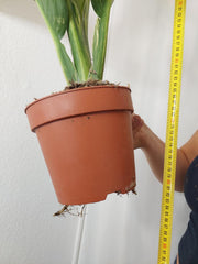 Dieffenbachia Big Ben Aurea