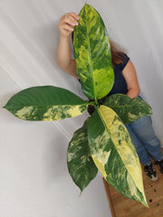 Dieffenbachia Big Ben Aurea