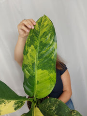 Dieffenbachia Big Ben Aurea