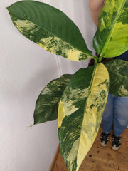 Dieffenbachia Big Ben Aurea