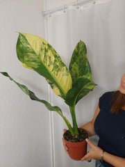 Dieffenbachia Big Ben Aurea