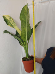 Dieffenbachia Big Ben Aurea