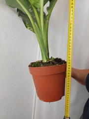 Dieffenbachia Big Ben Aurea