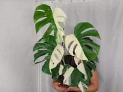 Monstera Variegata Halfmoon (zum aussuchen)