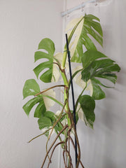 Monstera Variegata Halfmoon (zum aussuchen)