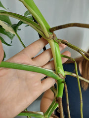 Monstera Variegata Halfmoon (zum aussuchen)
